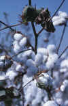 cotton.stalk.jpg (228561 bytes)